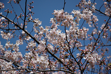 写真：お花見