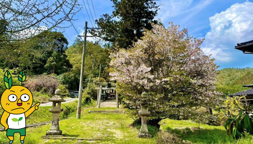 写真：三坂神社（山口県山口市徳地岸見　鎮座）
